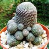 Rebutia_heliosa_1